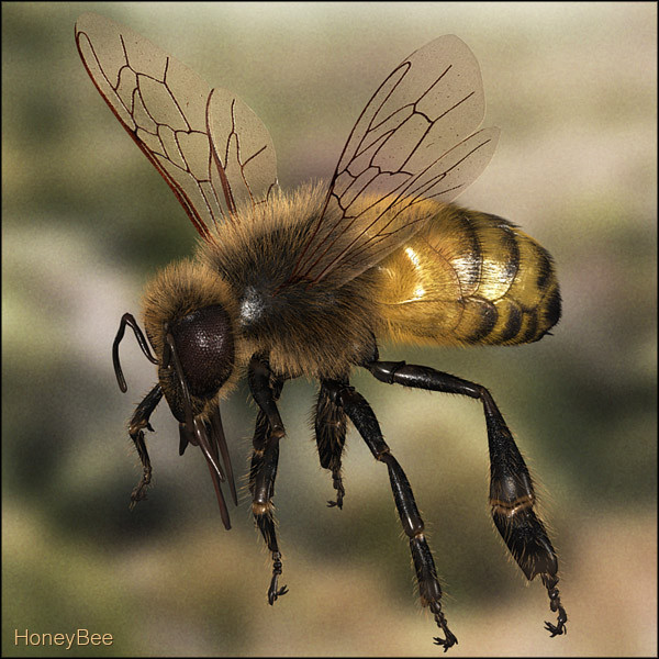 honey bee 3d model - Honey Bee... gxkcg