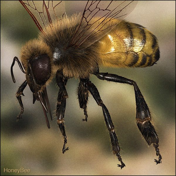 honey bee 3d model - Honey Bee... gxkcg
