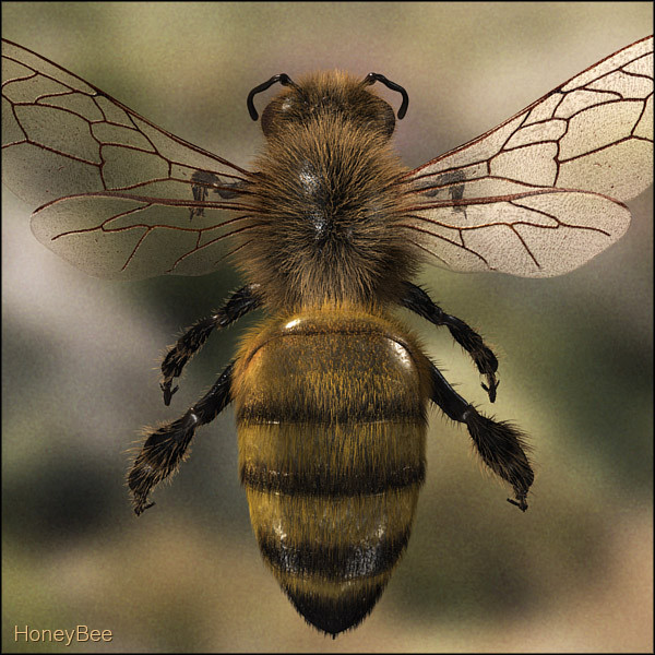 honey bee 3d model - Honey Bee... gxkcg