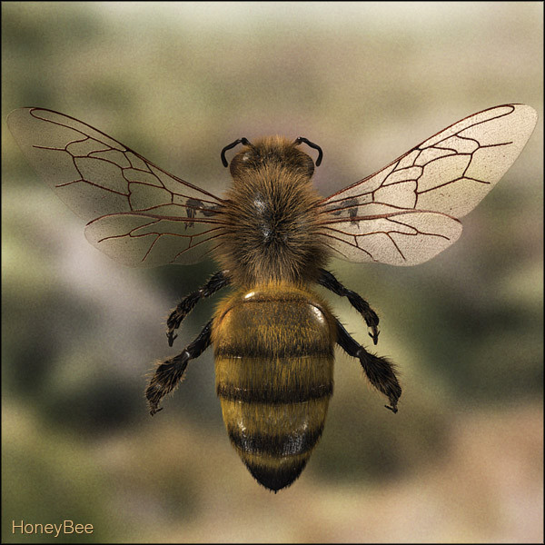 honey bee 3d model - Honey Bee... gxkcg