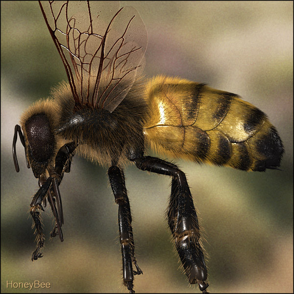 honey bee 3d model - Honey Bee... gxkcg