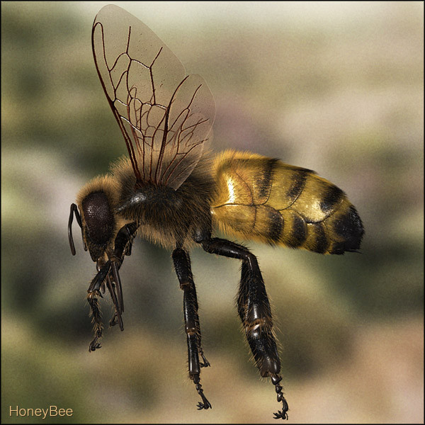 honey bee 3d model - Honey Bee... gxkcg