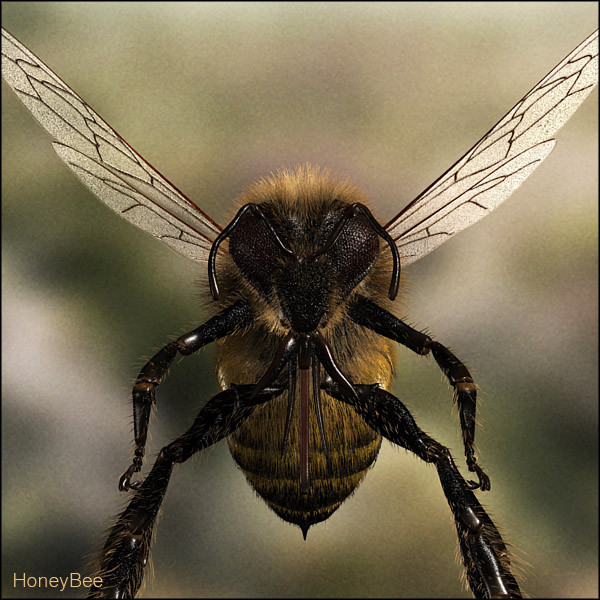 honey bee 3d model - Honey Bee... gxkcg