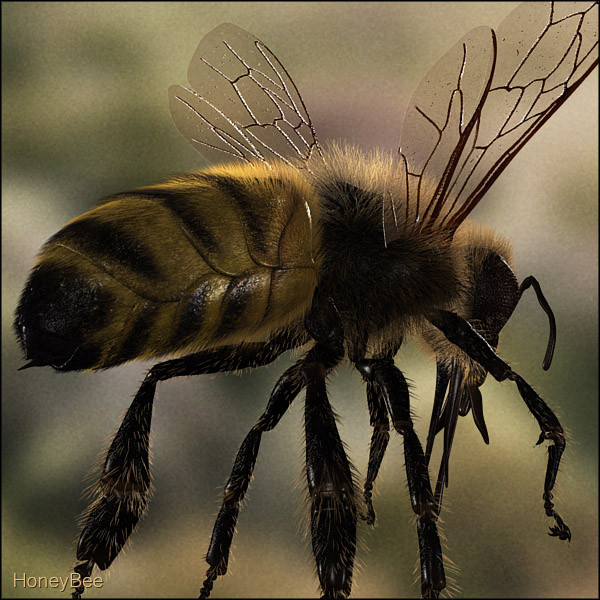 honey bee 3d model - Honey Bee... gxkcg