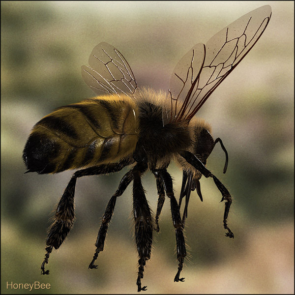 honey bee 3d model - Honey Bee... gxkcg
