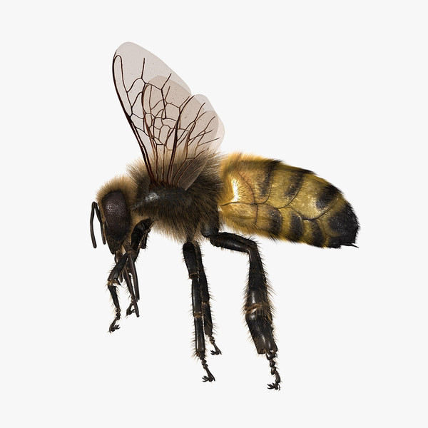 honey bee 3d model - Honey Bee... gxkcg