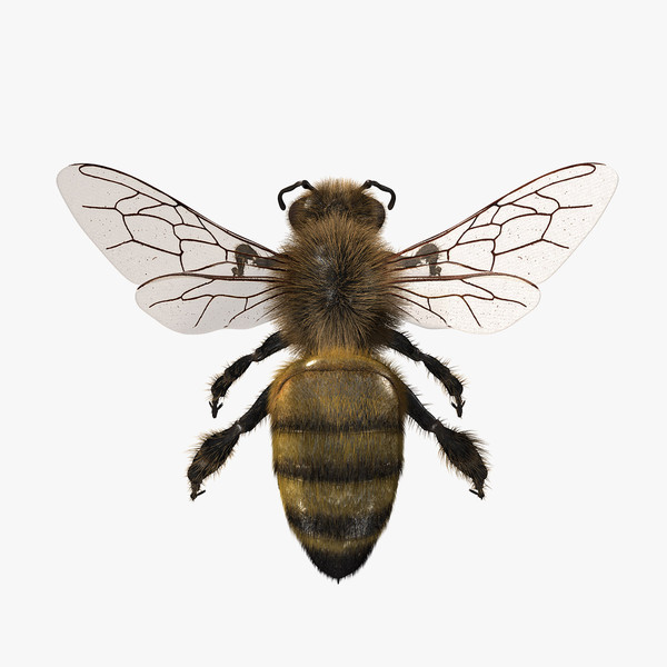 honey bee 3d model - Honey Bee... gxkcg