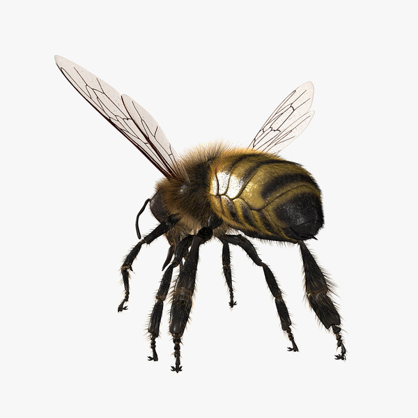honey bee 3d model - Honey Bee... gxkcg