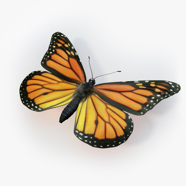monarch butterfly max - Monarch Butterfly... 