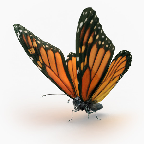 monarch butterfly max - Monarch Butterfly... 